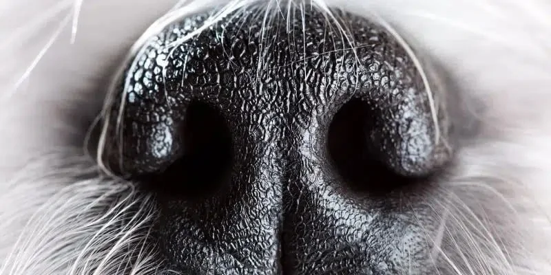 Explication scientifique de la détection canine des punaises de lit