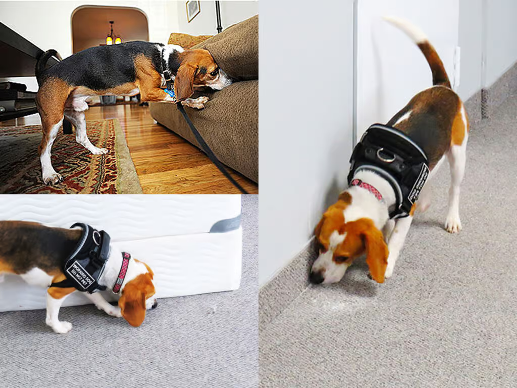 Chien détecteur de punaises de lit en action à Ris-Orangis 91130