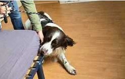 Détection canine punaises de lit Corbeil 91100