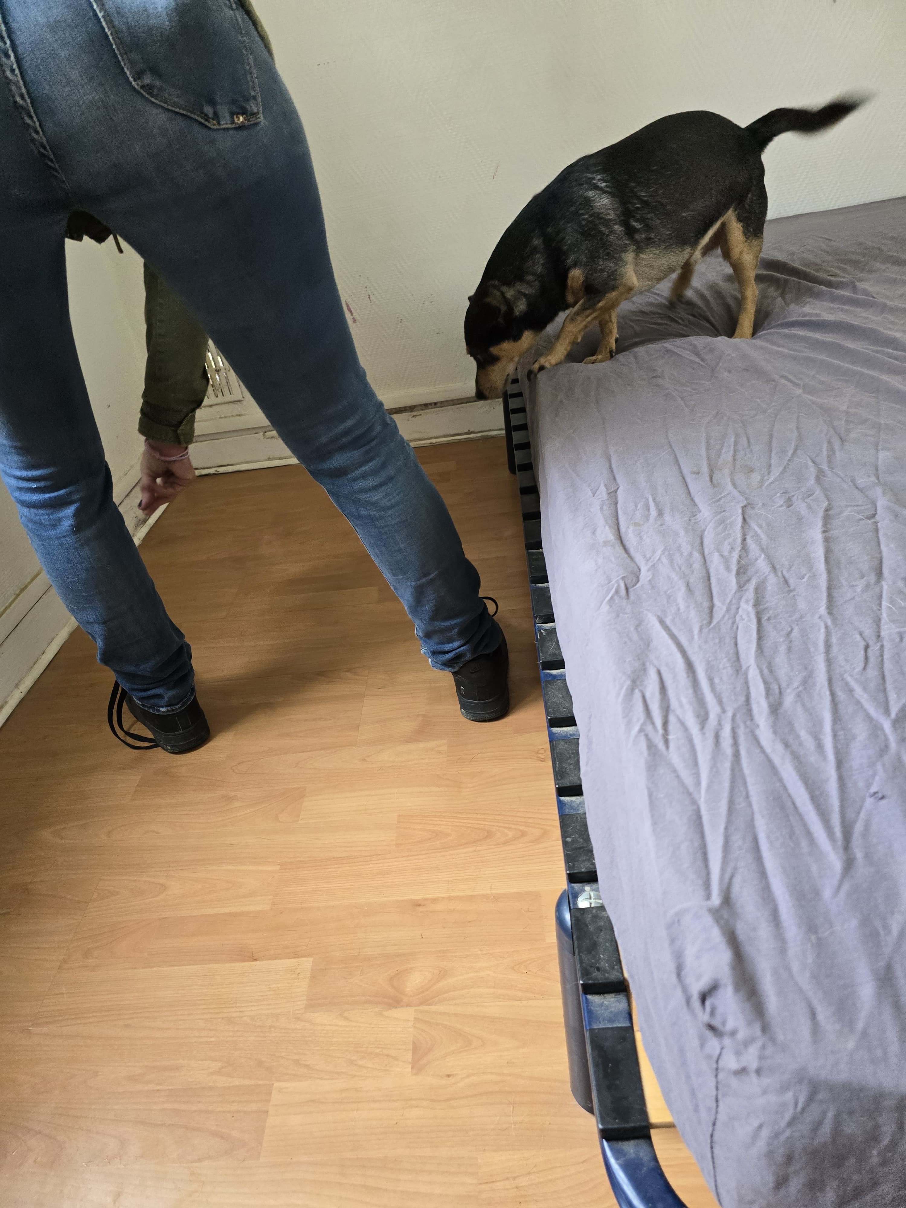Chien détecteur de punaises de lit à Sainte-Geneviève-des-Bois 91700