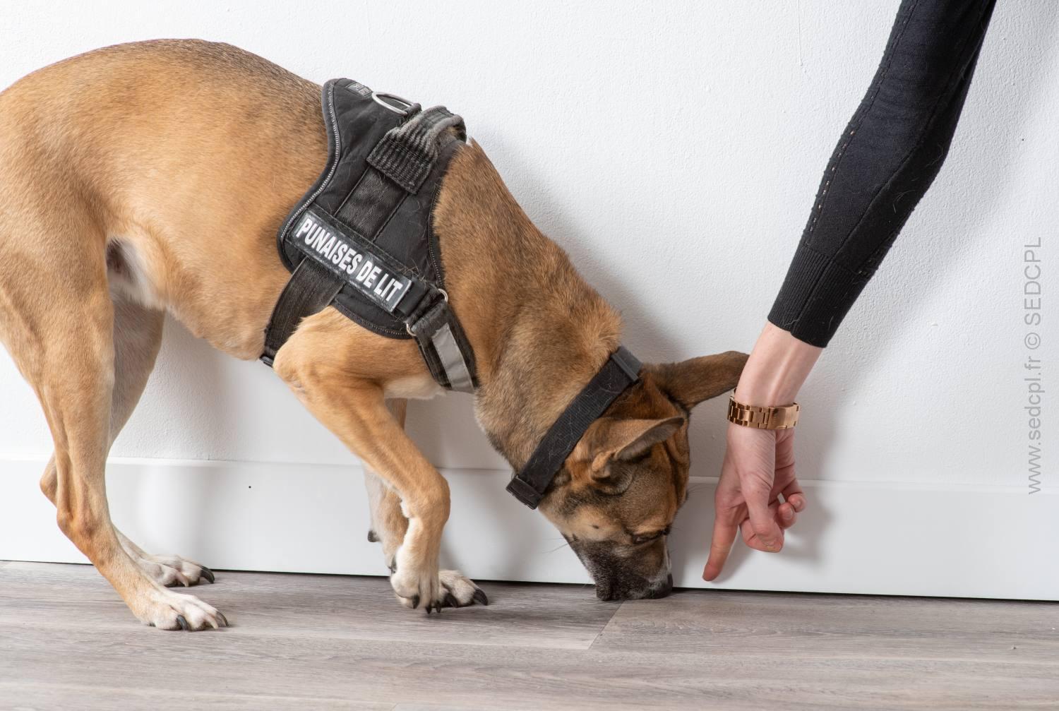 Chien détecteur de punaises de lit à Grigny